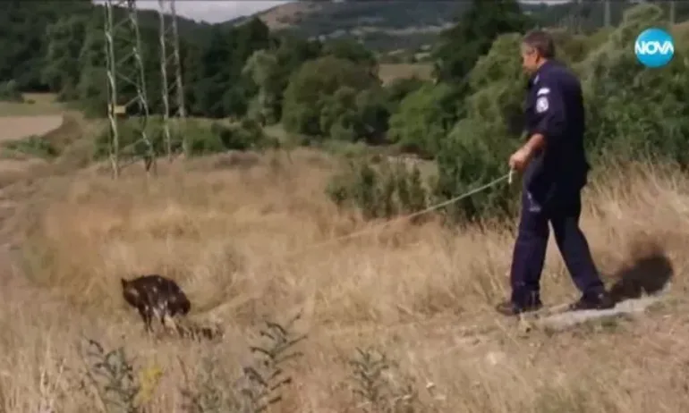 Зрелищна гонка на полицията и крадец с 44 регистрации в Панагюрище - Tribune.bg