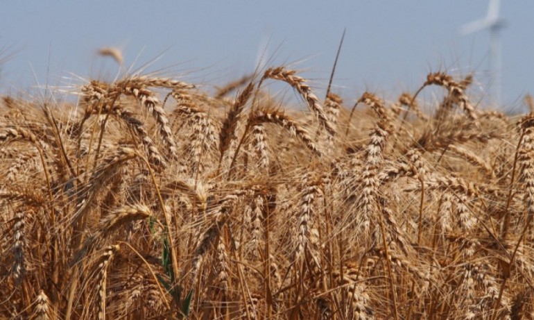 Ръст в цената на пшеницата с над 50% за година - Tribune.bg