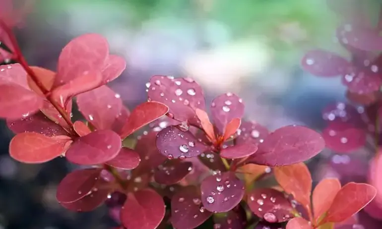 Жълт код за валежи в 6 области на страната - Tribune.bg