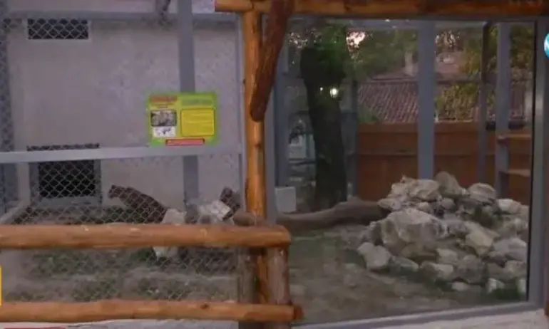 Ухапаното от леопард момиче във варненския зоопарк искало освен селфи да погали и малките му - Tribune.bg