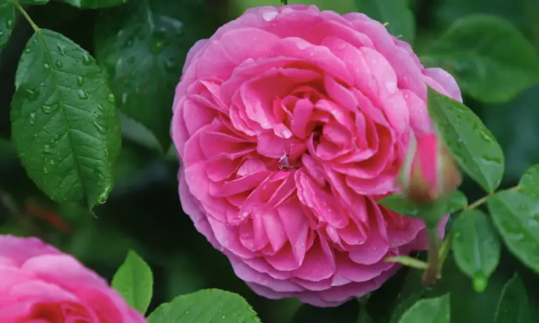 Обилни валежи заляха 8 области на Западна България - Tribune.bg