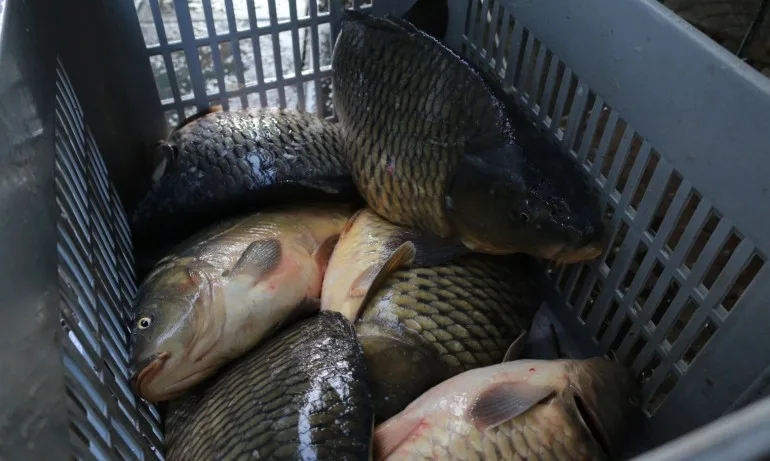 Пазар за прясна риба отваря в София за Никулден - Tribune.bg