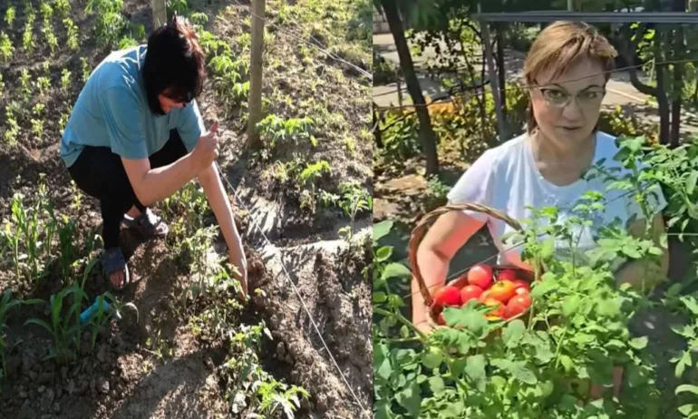 Нинова нахлу във Фейсбук като берачка на домати - собствено производство - Tribune.bg