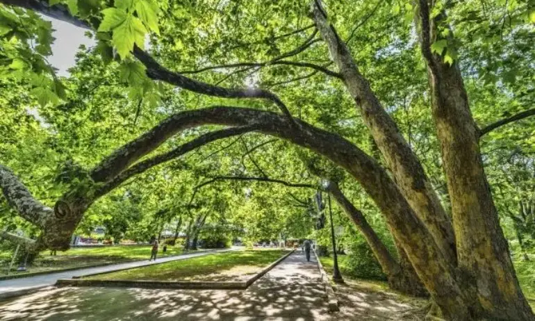 Премахват две опасни дървета в близост до Делфинариума в Морската градина - Tribune.bg