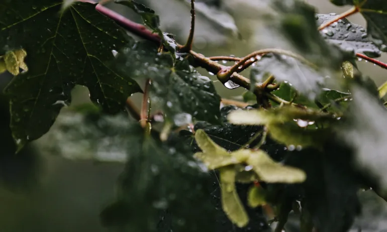 Захлаждане с валежи и гръмотевични бури - Tribune.bg