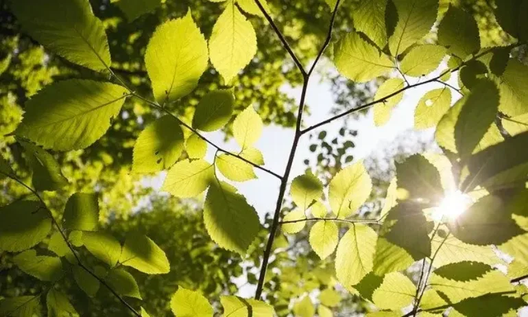 Предимно слънчево, температурите до 28 градуса - Tribune.bg