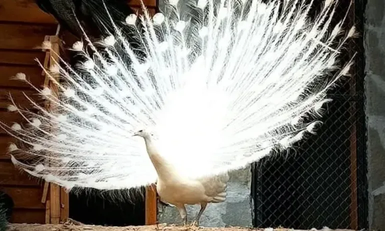 Бял паун загина, след като бе нахранен с пакет зрънчо от посетители в Стара Загора - Tribune.bg