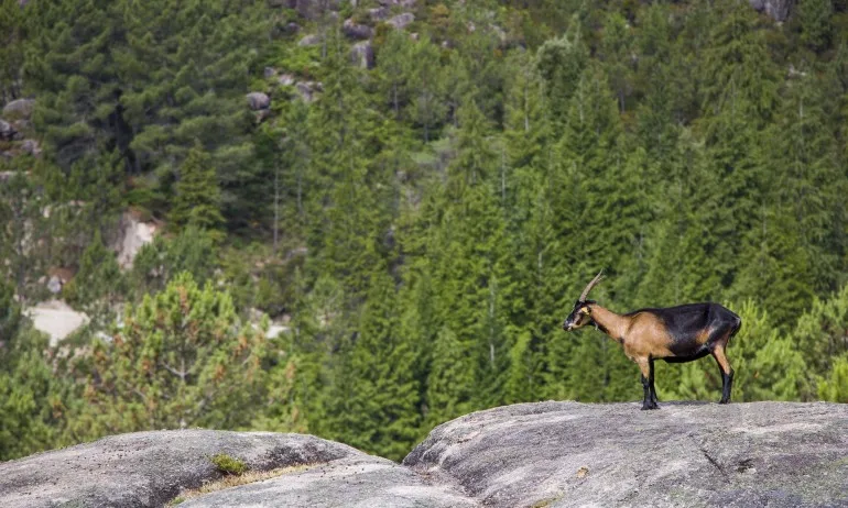 Проверяват дали в парк Пирин са избити диви кози - Tribune.bg