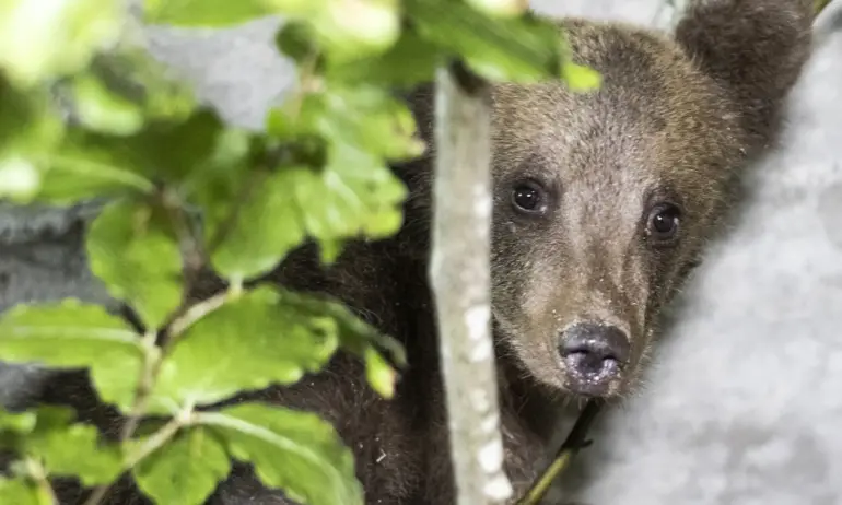 Мечки нападат Габровско - Tribune.bg