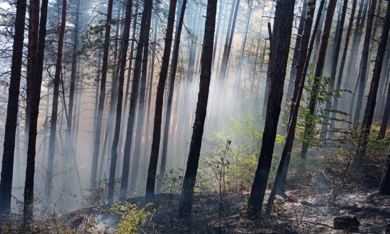 Пожар гори в полите на Пирин планина край Добринище, горят