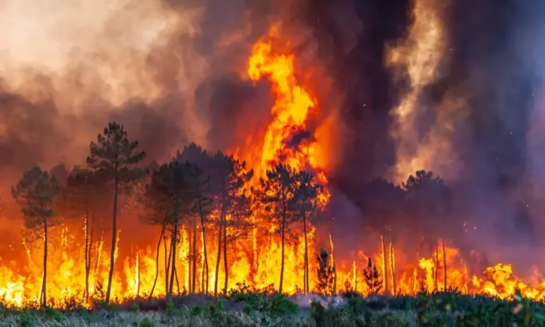 Огнен ад във Франция: Горските пожари са неудържими, пламъците достигат 100 м. височина - Tribune.bg