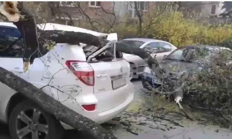 Дърво падна върху кола в София, едвам не рани дете - Tribune.bg