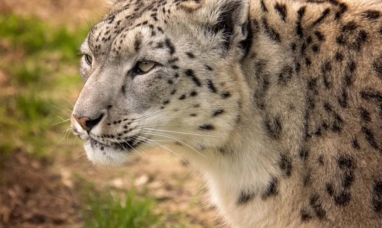 Столичният зоопарк вече може да се похвали с единствения на Балканите снежен леопард - Tribune.bg