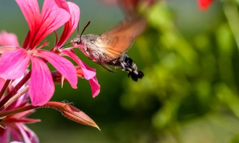 Колибритата – посланици на ангелите - Tribune.bg