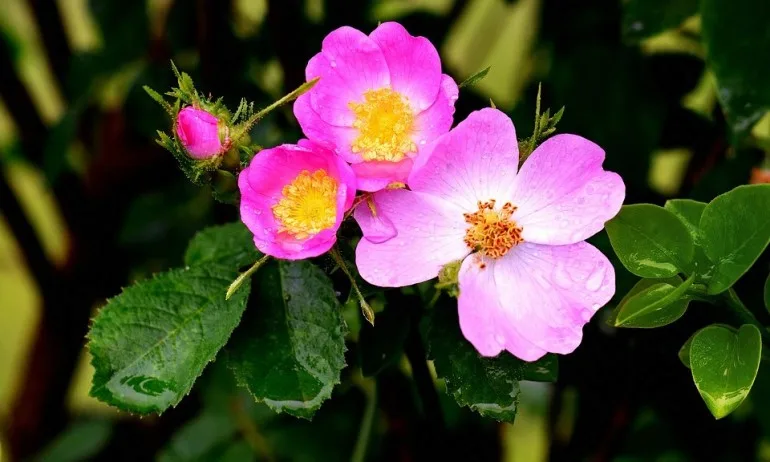 Цветен хороскоп – Шипка (24 юли – 2 август) - Tribune.bg