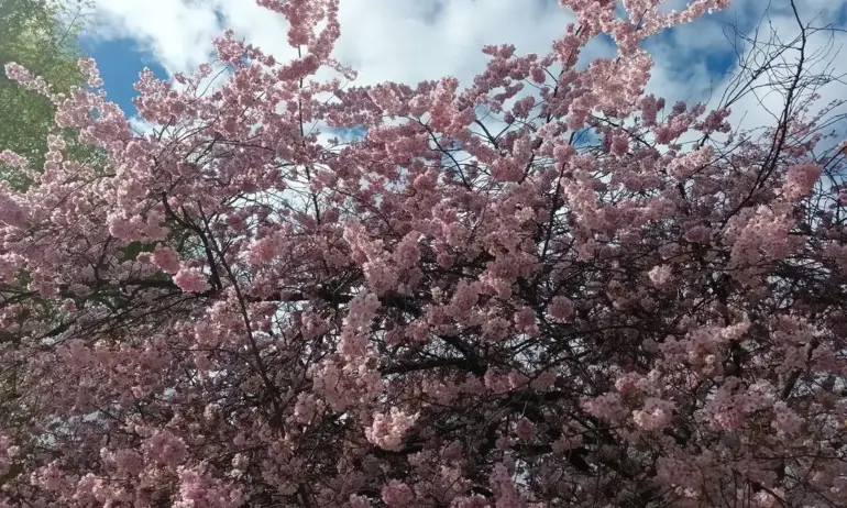 Слънчево време, но на места може да превали за кратко - Tribune.bg