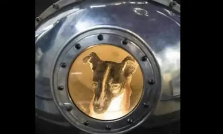 Петя Алтимирска: Човешкият напредък често е постигнат за сметка на животни - Tribune.bg