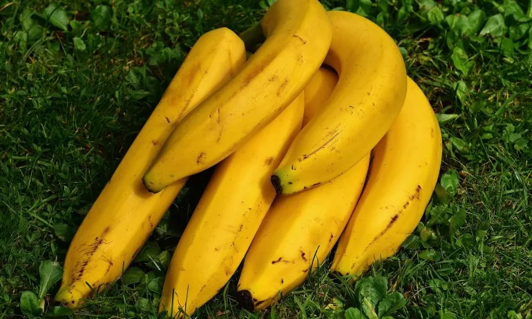 Ще остане ли светът без банани? - Tribune.bg