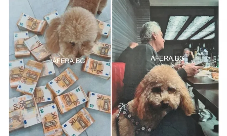 Собственикът на пудела с пачките: Подпомагах Бойко Рашков в работата му през 2021-2022 г. - Tribune.bg