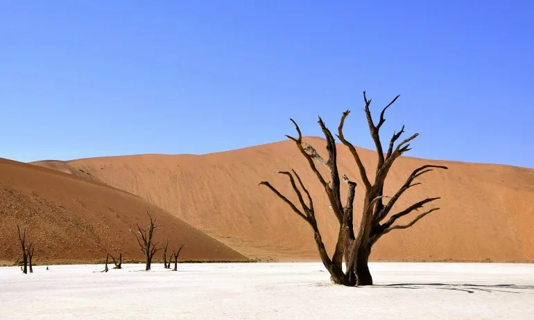 ООН: 45 милиона души в Южна Африка са изправени пред хранителна криза - Tribune.bg