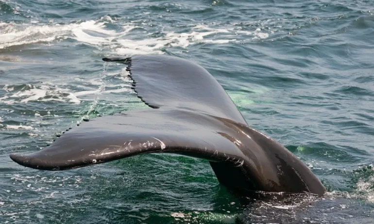 Мъртви китове изплуваха край бреговете на Кипър - Tribune.bg