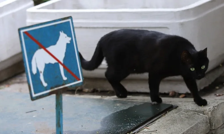 Втори петък 13-и за годината - Tribune.bg