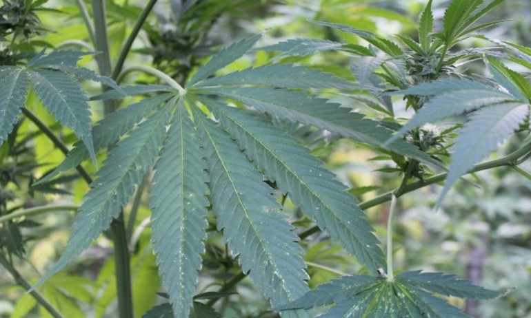 Над 6 000 черногорци подкрепят легализирането на канабиса - Tribune.bg