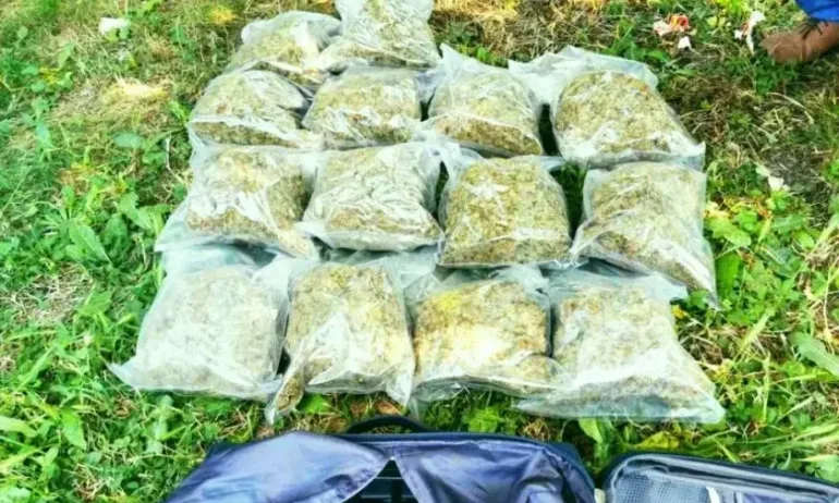 В Перник разкриха 80 кг марихуана в камион със свинско месо - Tribune.bg