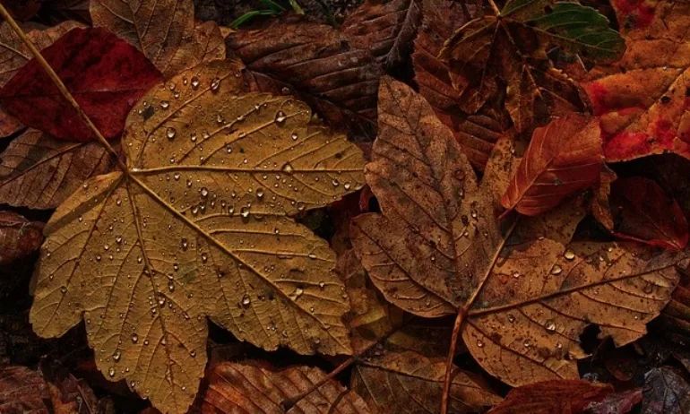 Значителни валежи и силен вятър днес - Tribune.bg