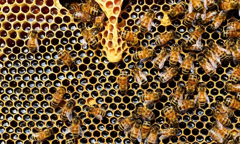 Проекти за над 6 млн. лв. са подадени по програмата за пчеларство - Tribune.bg