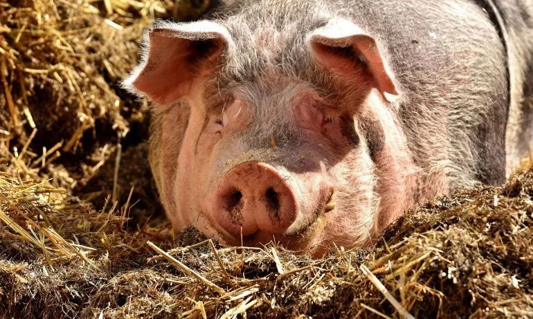 Африканска чума по свинете в още една ферма в област Силистра - Tribune.bg