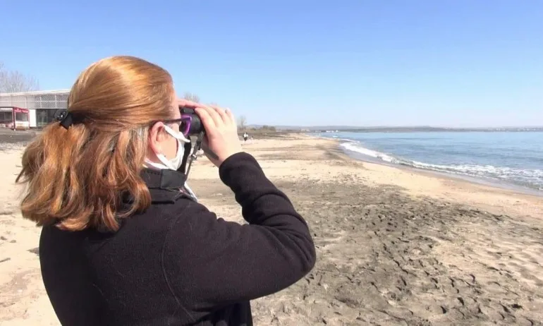 Голямо количество мъртви птици край Бургас - Tribune.bg