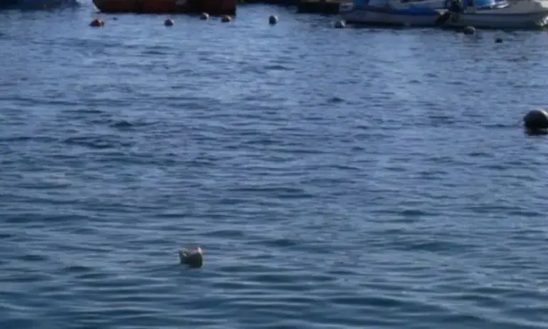 Мина се взриви в Черно море край Констанца, засечена е и втора (ОБНОВЕНА/ВИДЕО) - Tribune.bg