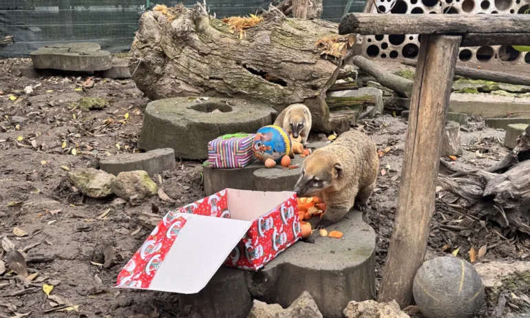 Дядо Коледа донесе подаръци и лакомства и на животните във варненския зоопарк - Tribune.bg