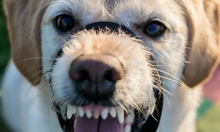 На първо четене: НС забрани свободното разхождане на кучета без повод и намордник - Tribune.bg