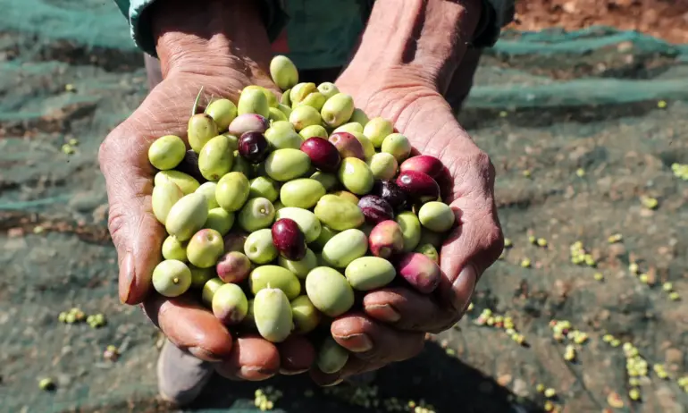 Бактерия унищожила 20 млн. маслинови дръвчета в Италия, нанесла щети за около 1 млрд. евро - Tribune.bg