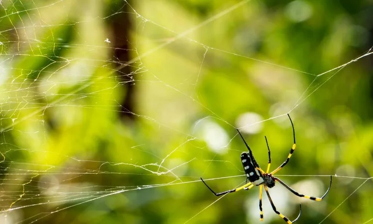 Паякът е пратеник на по-висша сила - Tribune.bg