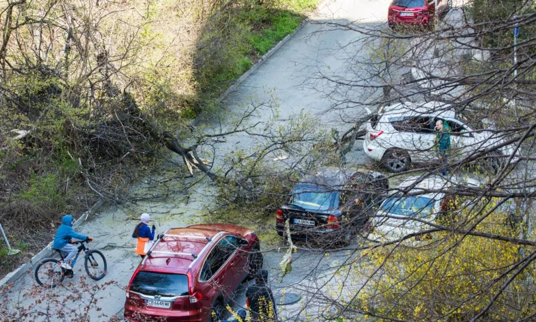 Кметът на Изгрев ще реже опасните дървета, когато има пари - Tribune.bg