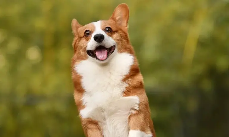 Бум на дървеници във Великобритания: Специализирани кучета ги локализират - Tribune.bg