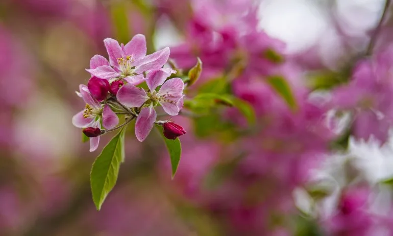 Седмицата започва със слънце, продължава с дъжд - Tribune.bg