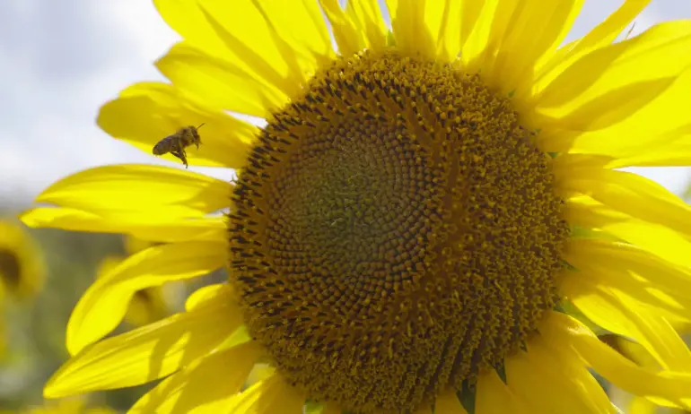 Украйна обяви, че България се е съгласила да бъде либерализиран вносът на слънчоглед. Вътев отрече - Tribune.bg