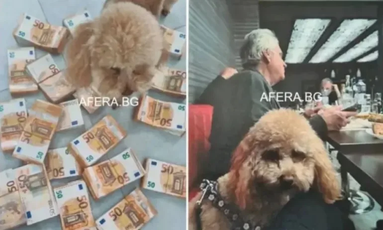 Сценарият Пудел с пачки – сезон 2: Героите на Промяната се правят на следователи - Tribune.bg