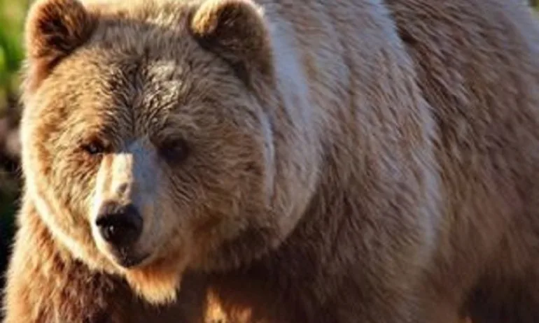 Дива мечка нападна жена в парка в Белица (ОБНОВЕНА) - Tribune.bg