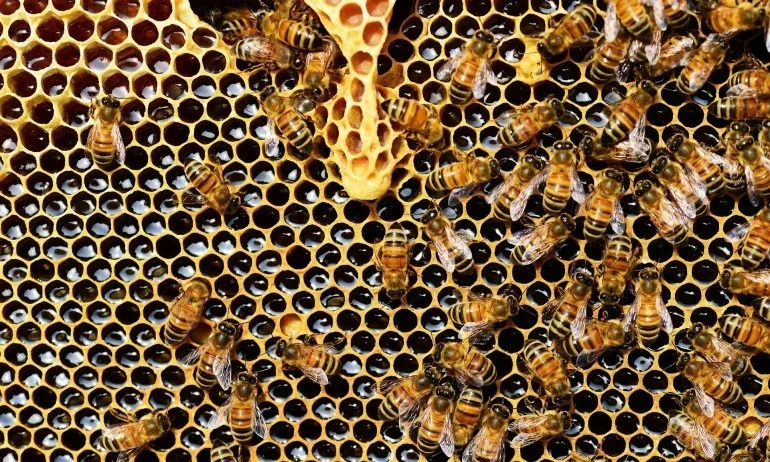 Кредити за над 500 000 лева получиха пчеларите - Tribune.bg