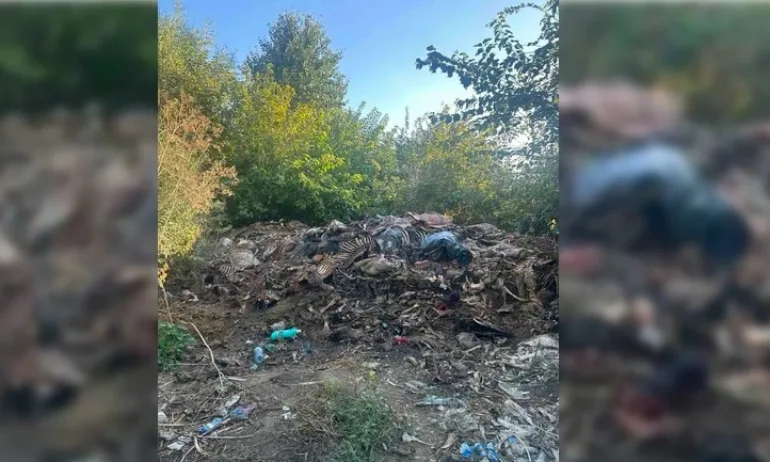 Разбиха нелегална кланица за коне край Сливен: Открити са близо 200 кг месо - Tribune.bg