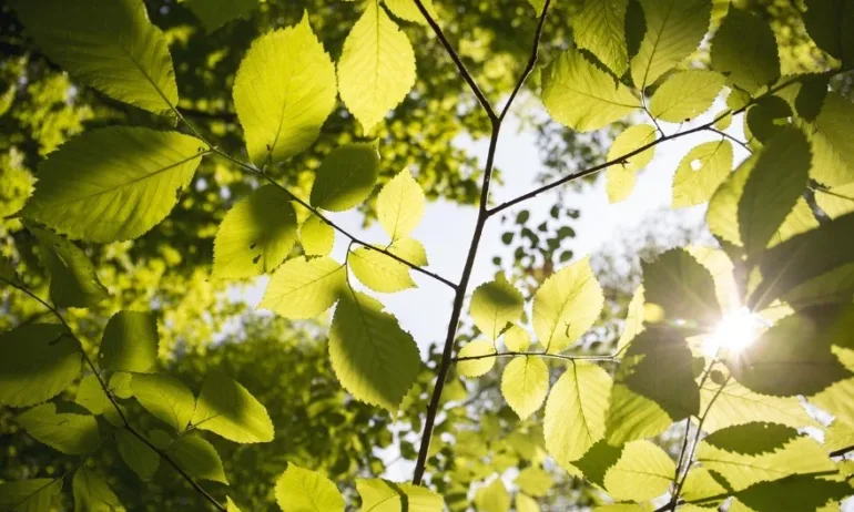 Времето остава слънчево – сутрин студено, но идва затопляне - Tribune.bg