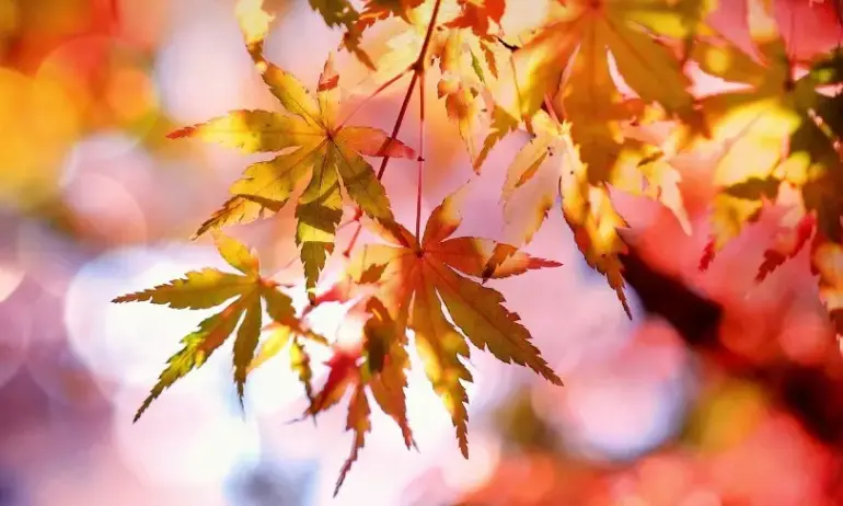 Проф. Рачев: В България започва да нахлува студен фронт - Tribune.bg