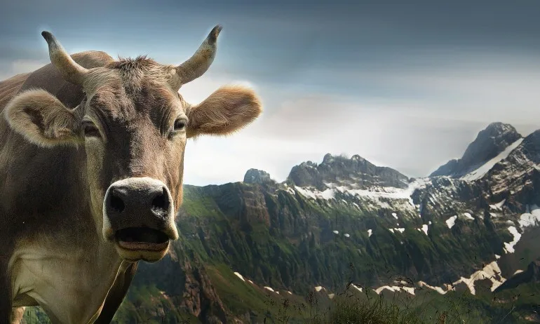 В Австрия издадоха наръчник за срещи с крави на алпийски пасища - Tribune.bg