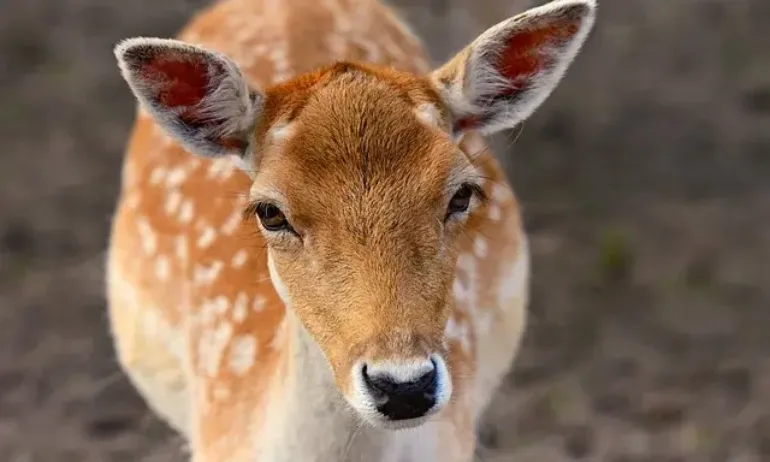 Кола помете елен на АМ Хемус - Tribune.bg