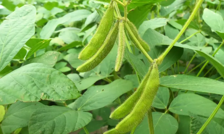 Гърците вадят добиви, които са в някои случаи х2 на нашите! Поливат всичко и навсякъде! Вода за поливане НЕ се плаща! - Tribune.bg